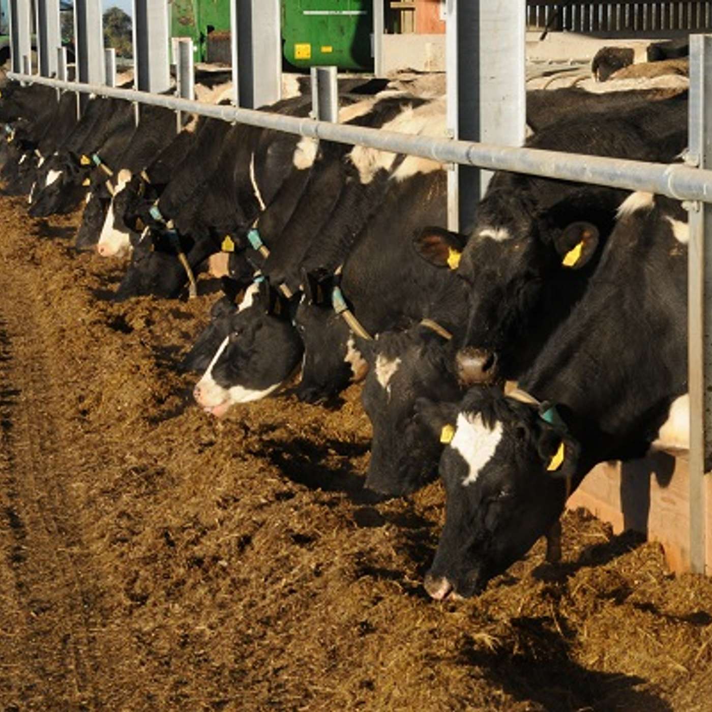 How to best meet herd feed requirements this spring