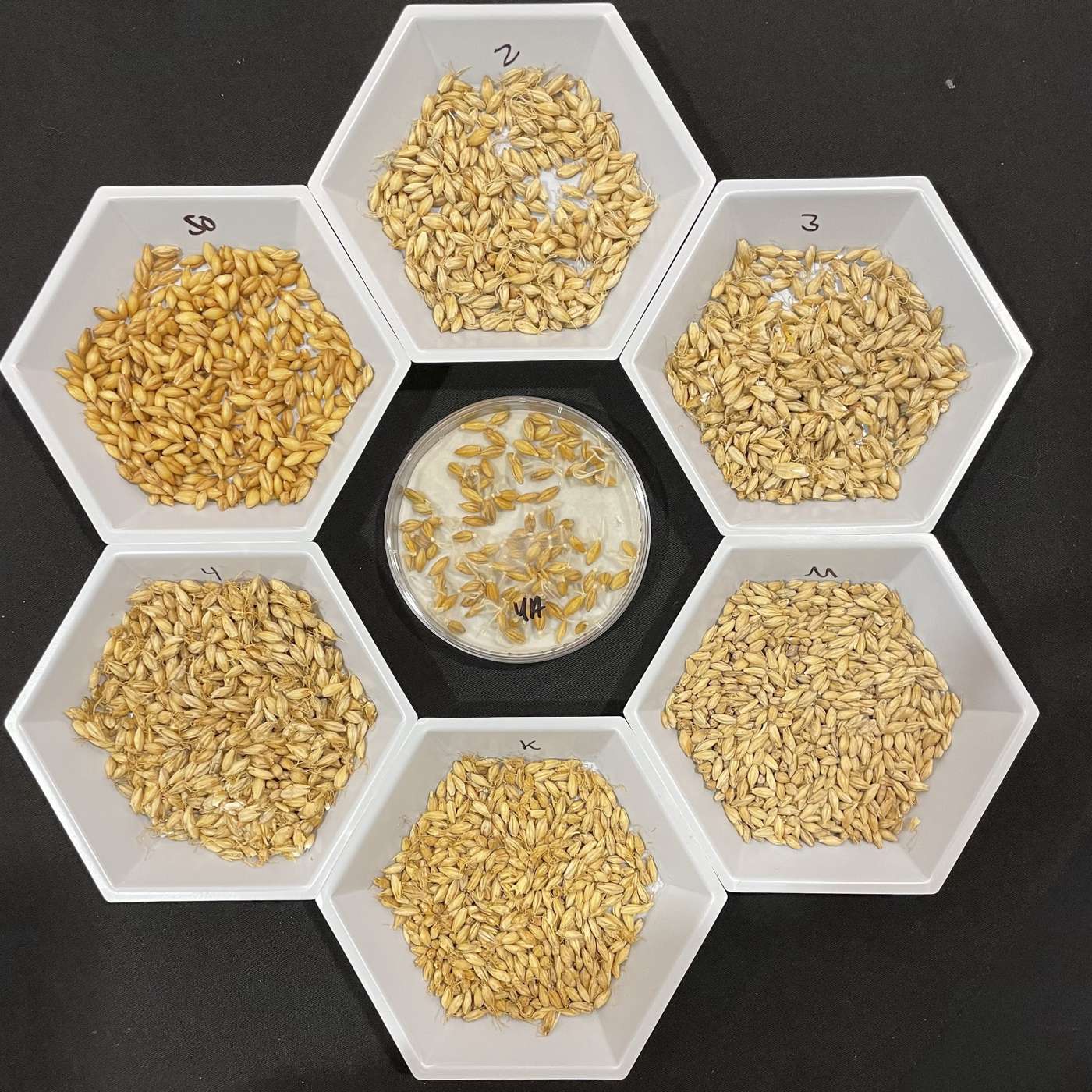 AAB 011: Craft Malt Education