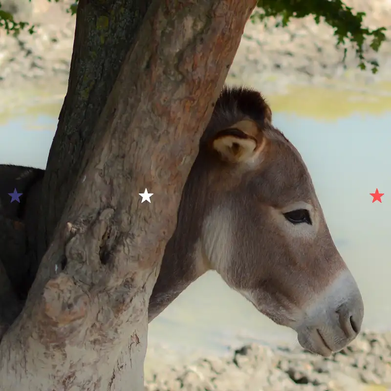 Kde jsou demokraté?