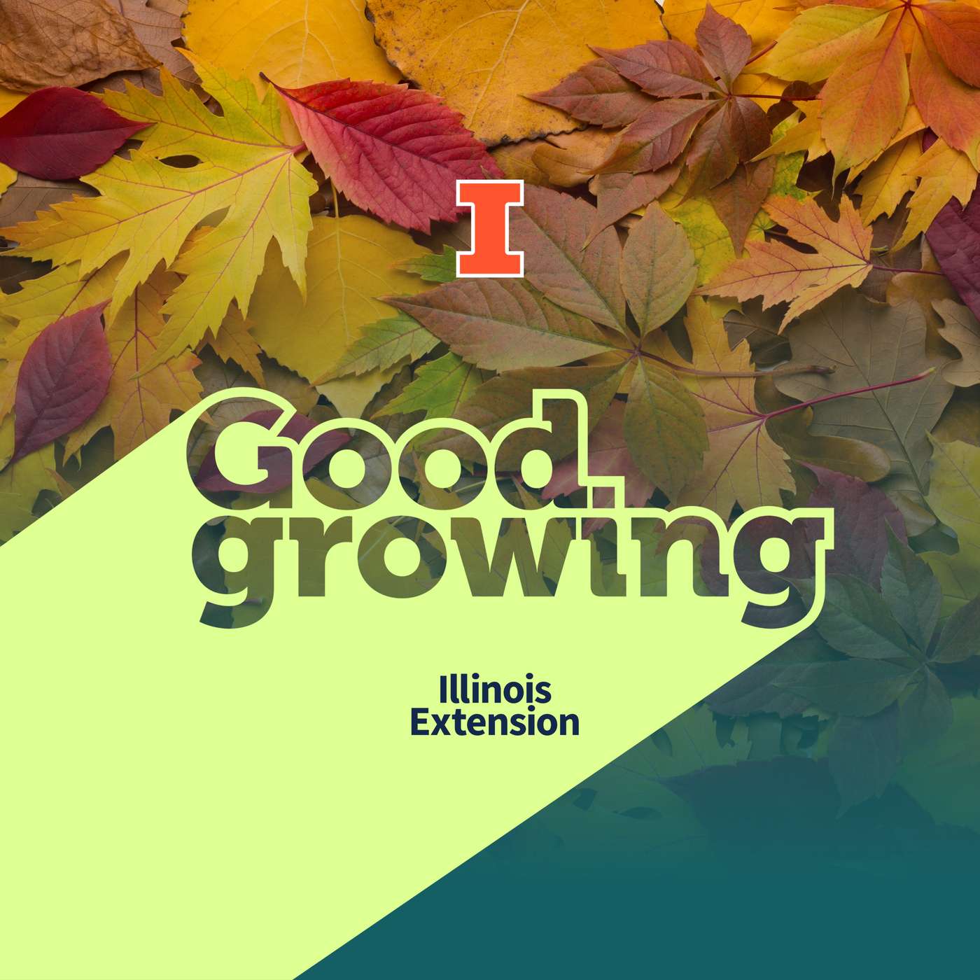 Ep 228 Should they stay or should they go: What should we do with fallen leaves? | #GoodGrowing Ep 228 Should they stay or should they go: What should we do with fallen leaves? | #GoodGrowing