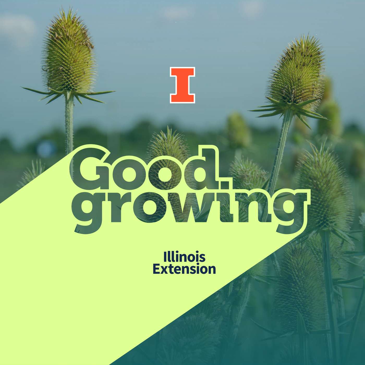 Gardenbite: Teasel - An invasive species coming to a roadside near you? | #GoodGrowing Gardenbite: Teasel - An invasive species coming to a roadside near you? | #GoodGrowing