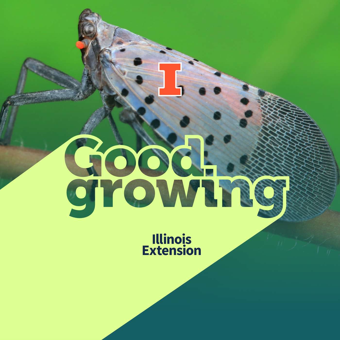 Ep. 226 Spotted lanternfly in Illinois: Where it is and what to look for | #GoodGrowing Ep. 226 Spotted lanternfly in Illinois: Where it is and what to look for | #GoodGrowing