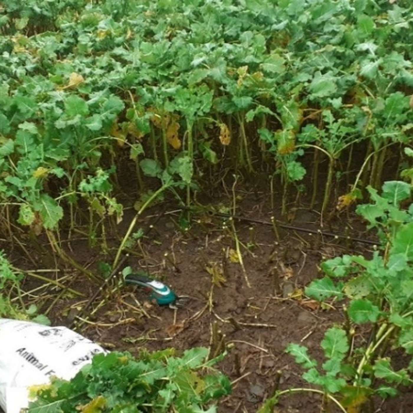 Practical Tips for Grazing Forage Crops