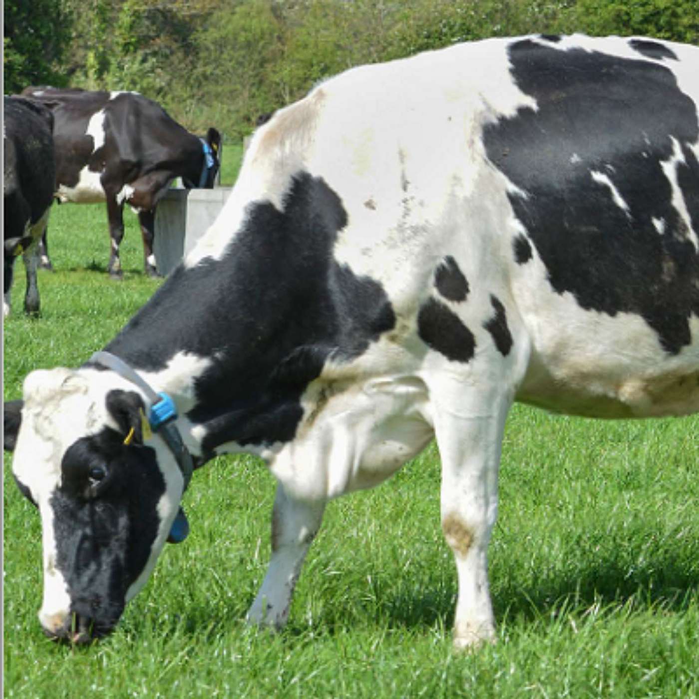 David Beca on the fundamentals of cost control in grazing systems