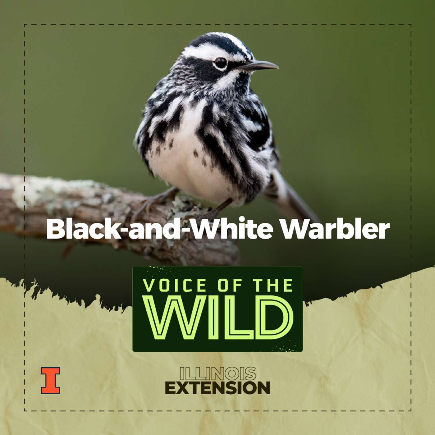 Episode 51: Black-and-White Warbler – Voice of the Wild episode artwork
