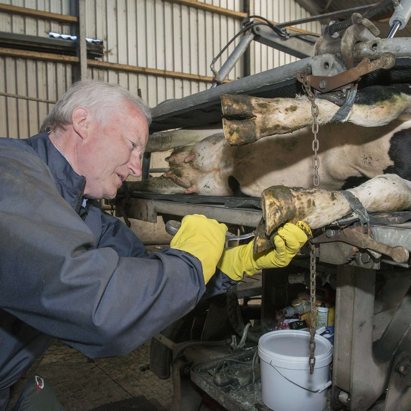 Lameness: its cause and appropriate treatment strategies