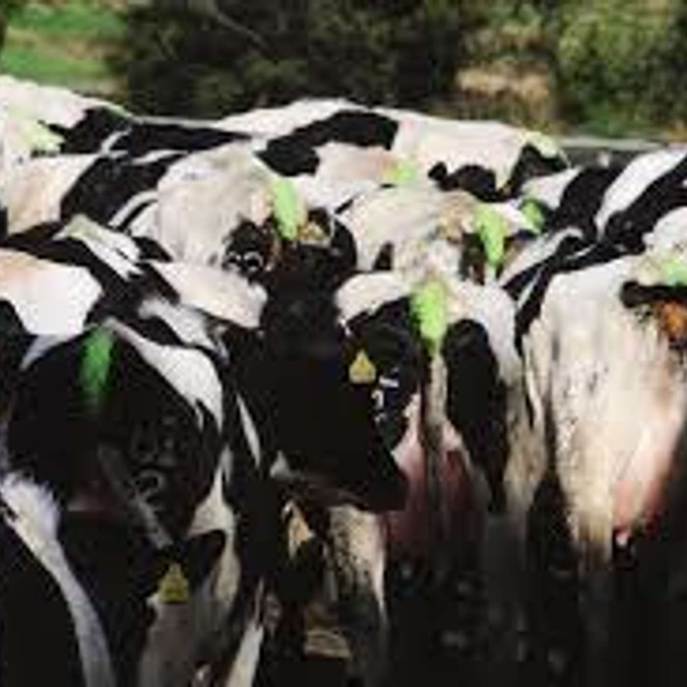 Sire selection for the upcoming breeding season