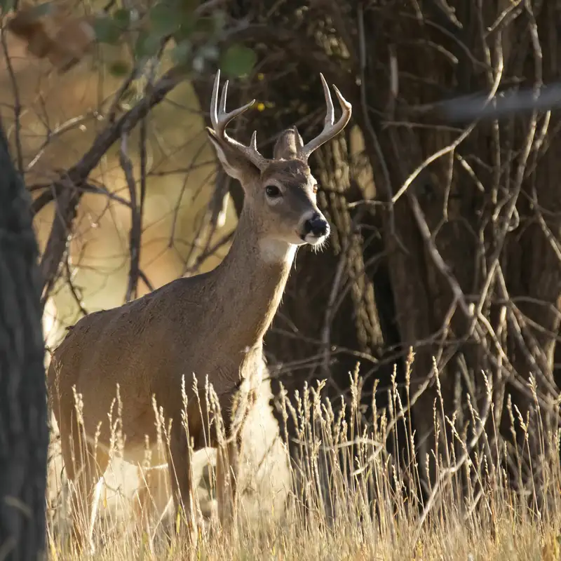 Minnesota DNR Shares Changes To Upcoming Deer Hunting Season