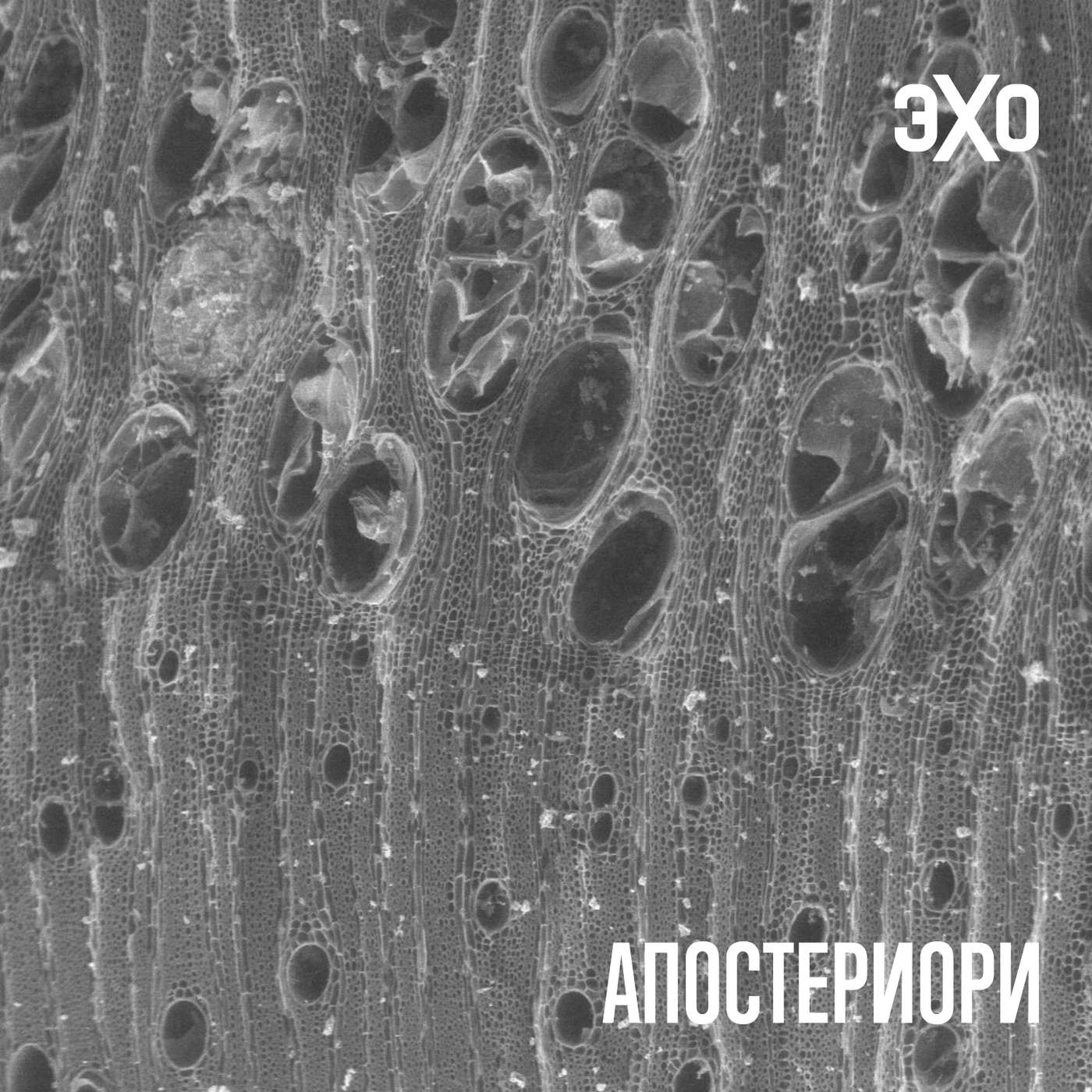 Древний уголь помог понять, как люди осваивали огонь episode artwork