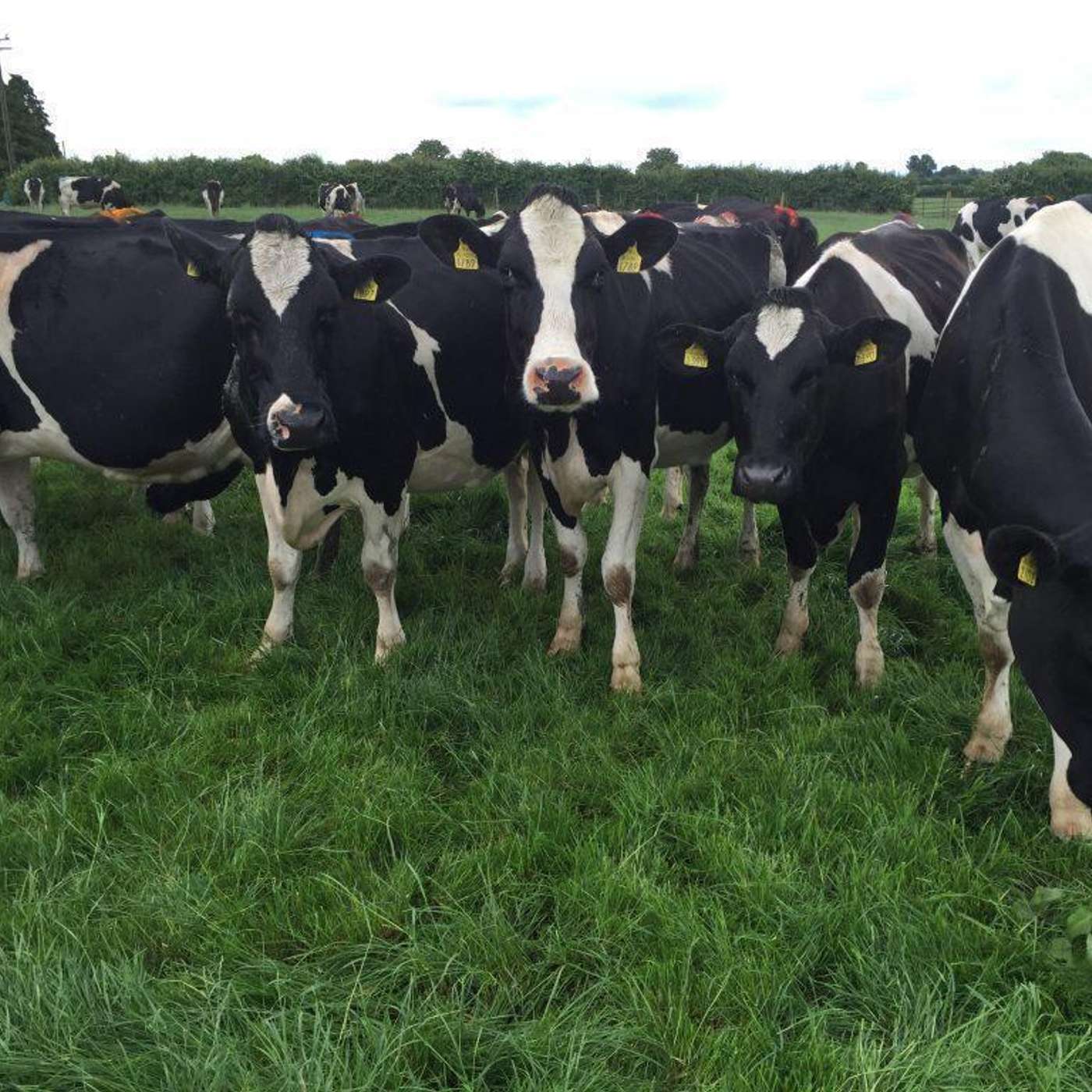 The key traits that drive profitable winter milk systems