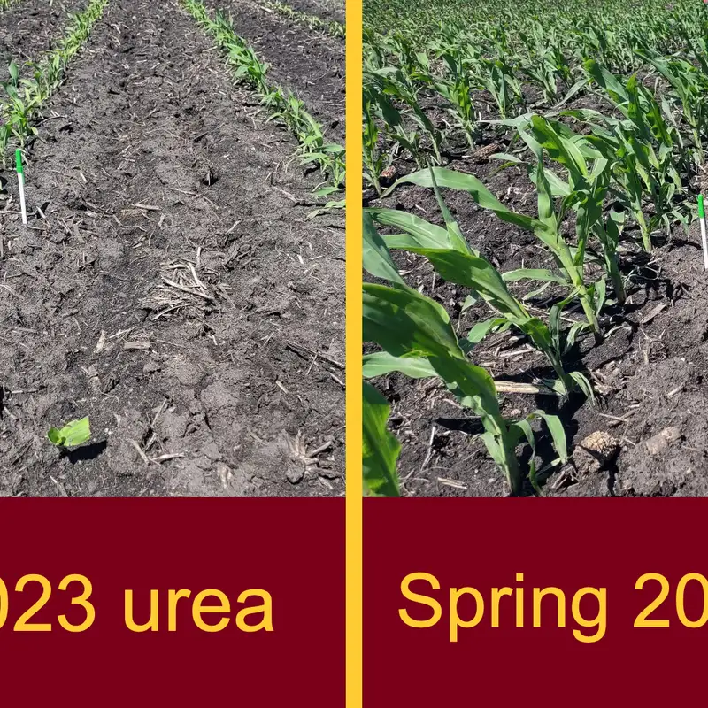 Supplemental nitrogen fertilizer: Is it time to pull the trigger?