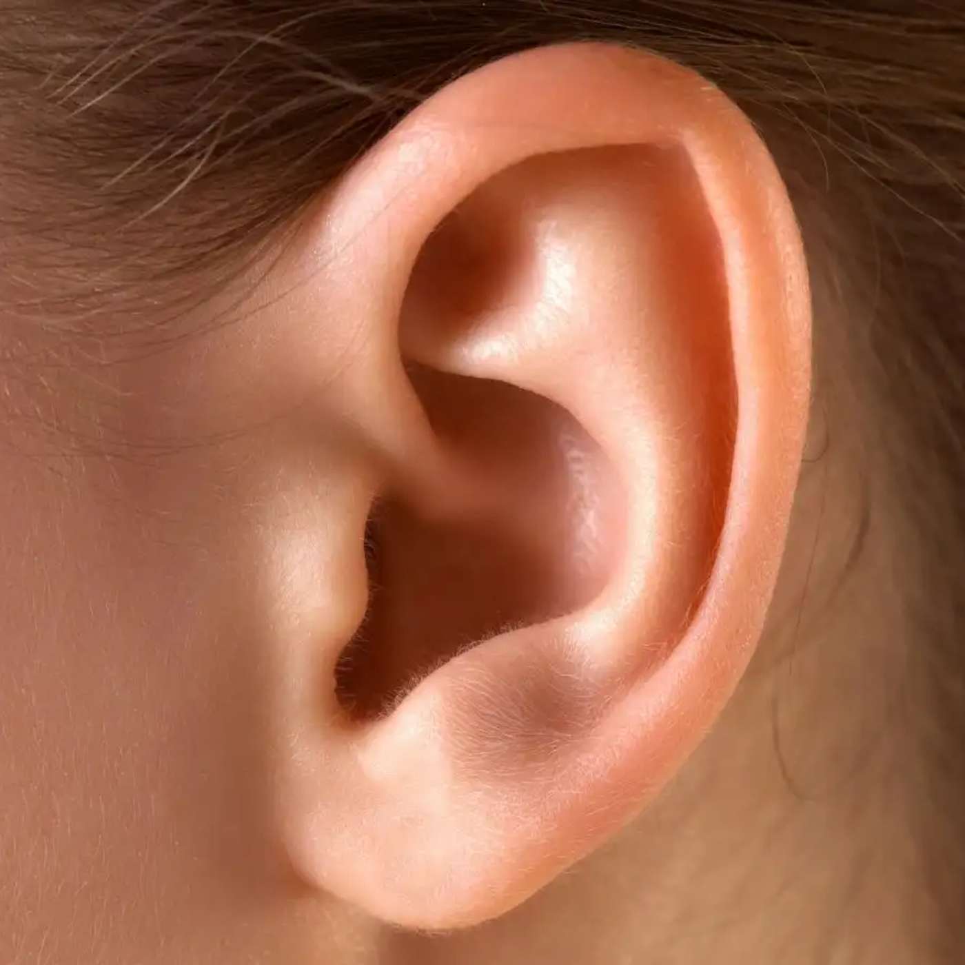 Study Links Ear Movements to Listening, Sheep Domestication Origins Revealed, Duke Launches AI Disease Combat Platform, Fruit Fly Larvae Detect Taste and Texture, and more...