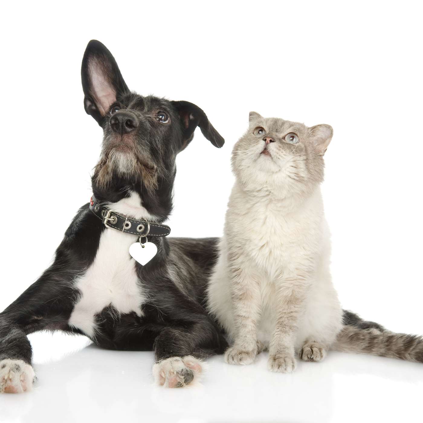 What to Do If You Discover Your Pet Has Hearing Loss