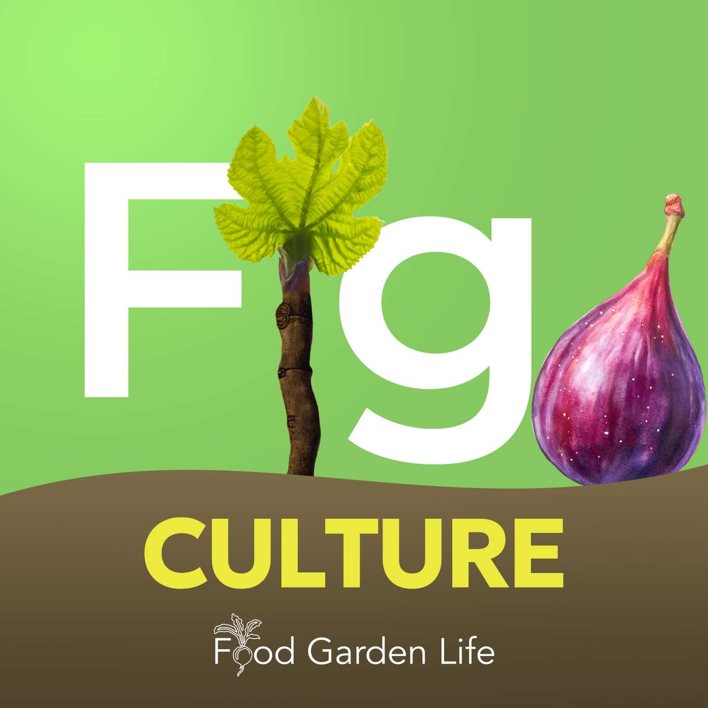 Fig Culture: Helping You Grow a Fig Tree in a Cold Climate cover art