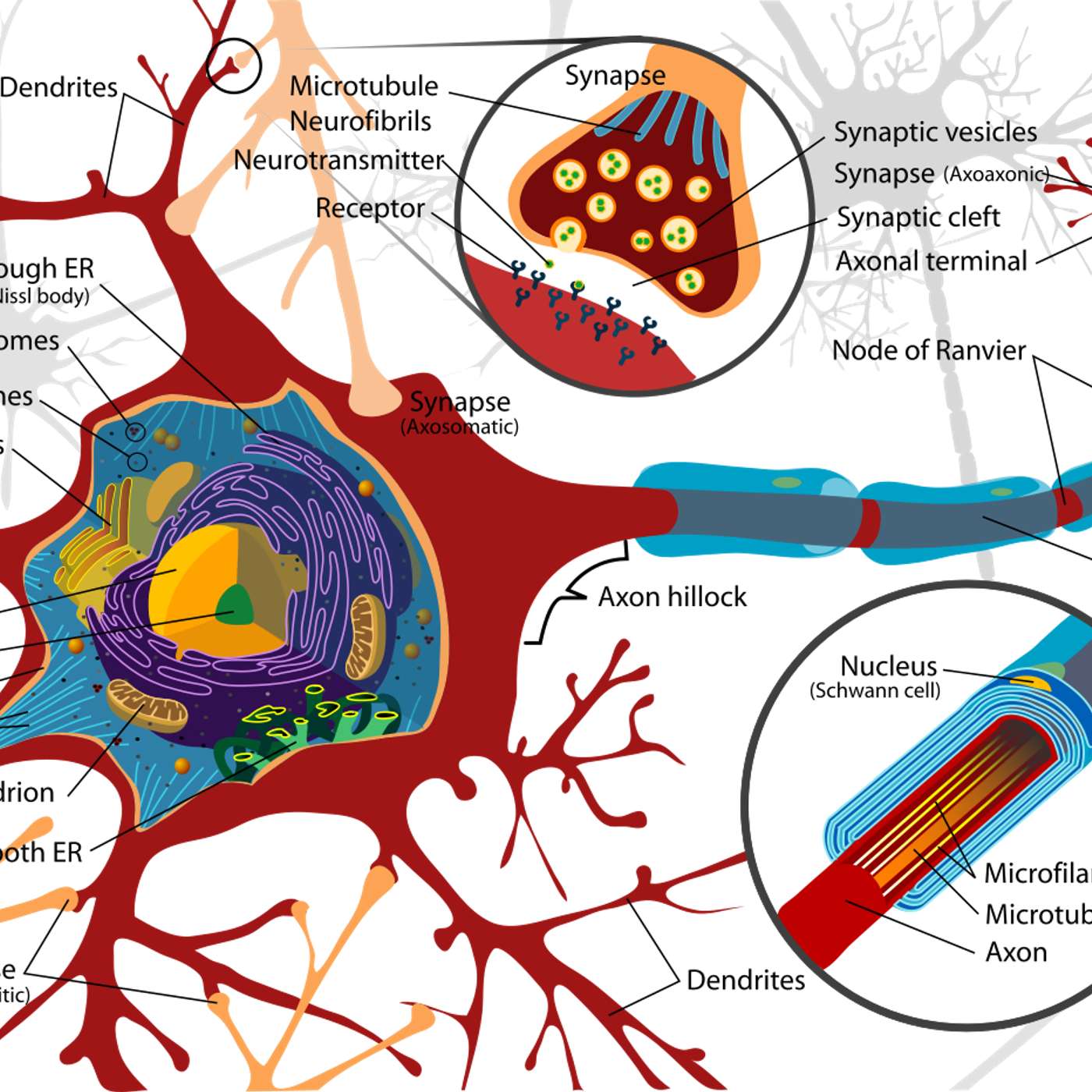 Electrochemical Brain Science for the American Psychiatric Association?