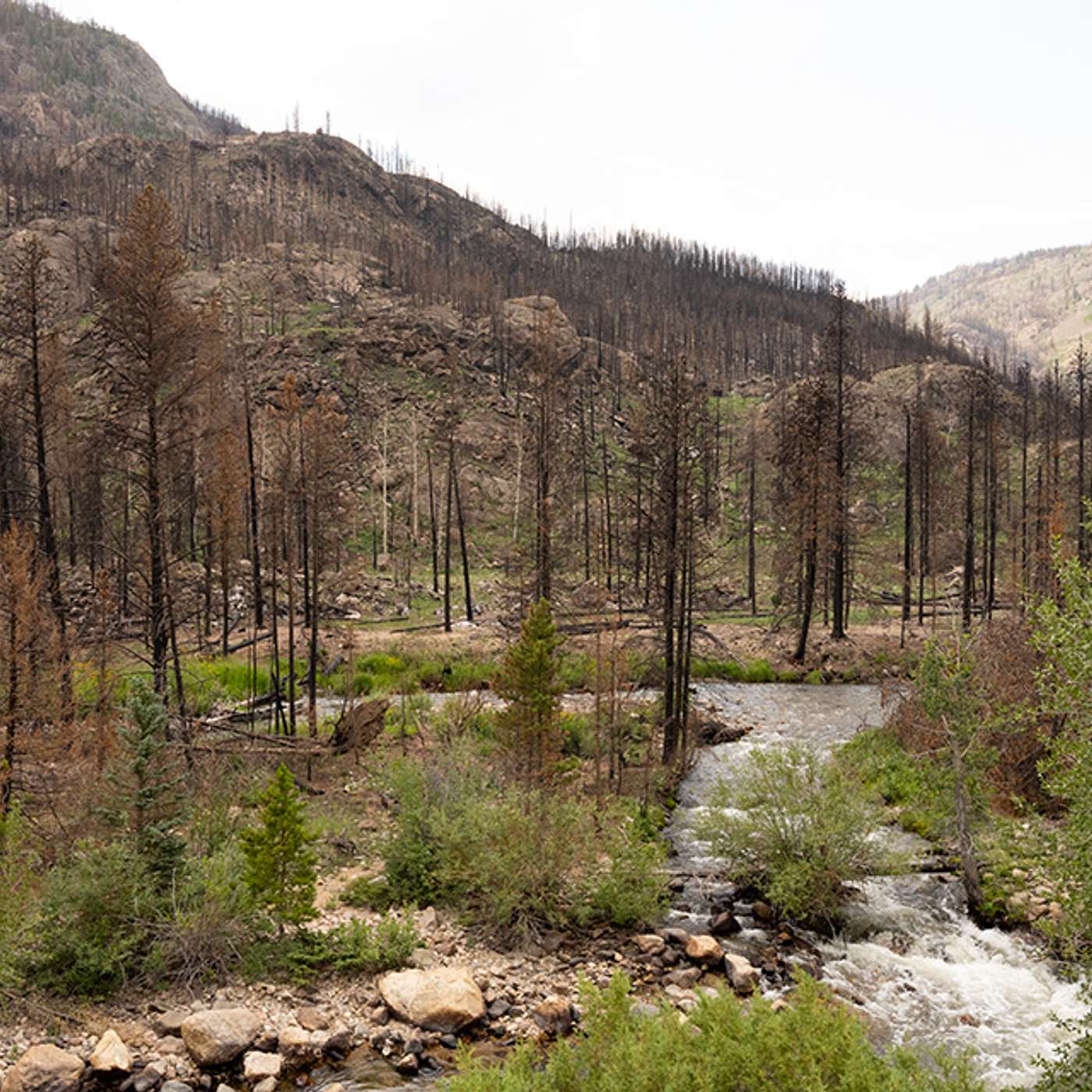 Can wildfires disrupt our sense of connectedness to beloved places? episode artwork