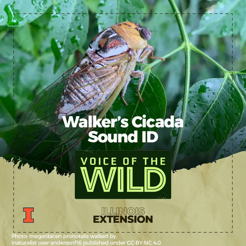 Episode 68: Walker’s Cicada – Voice of the Wild