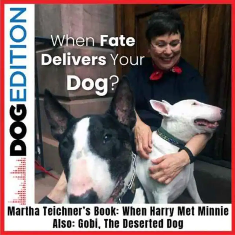 Indicação de um podcast em inglês que adoramos!