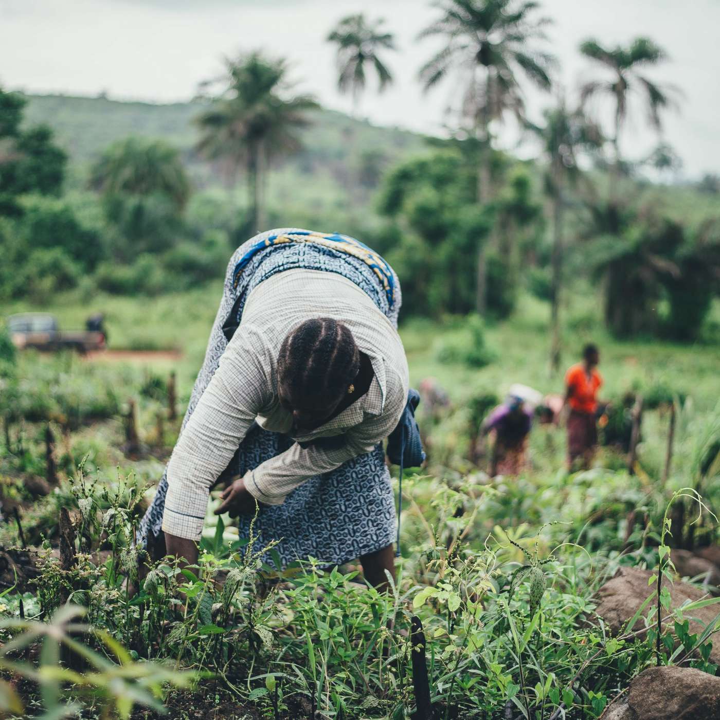UNAJUA S4 EP1: What lies are often told about Africa's agriculture sector? ft. Karidas Tshitshonlo episode artwork