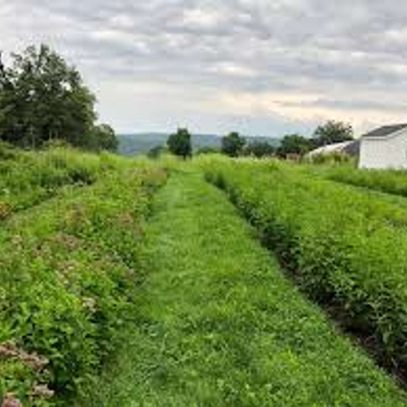 The Organic Farm Stand, Sept. 4, 2025 -- The Ecotype Project