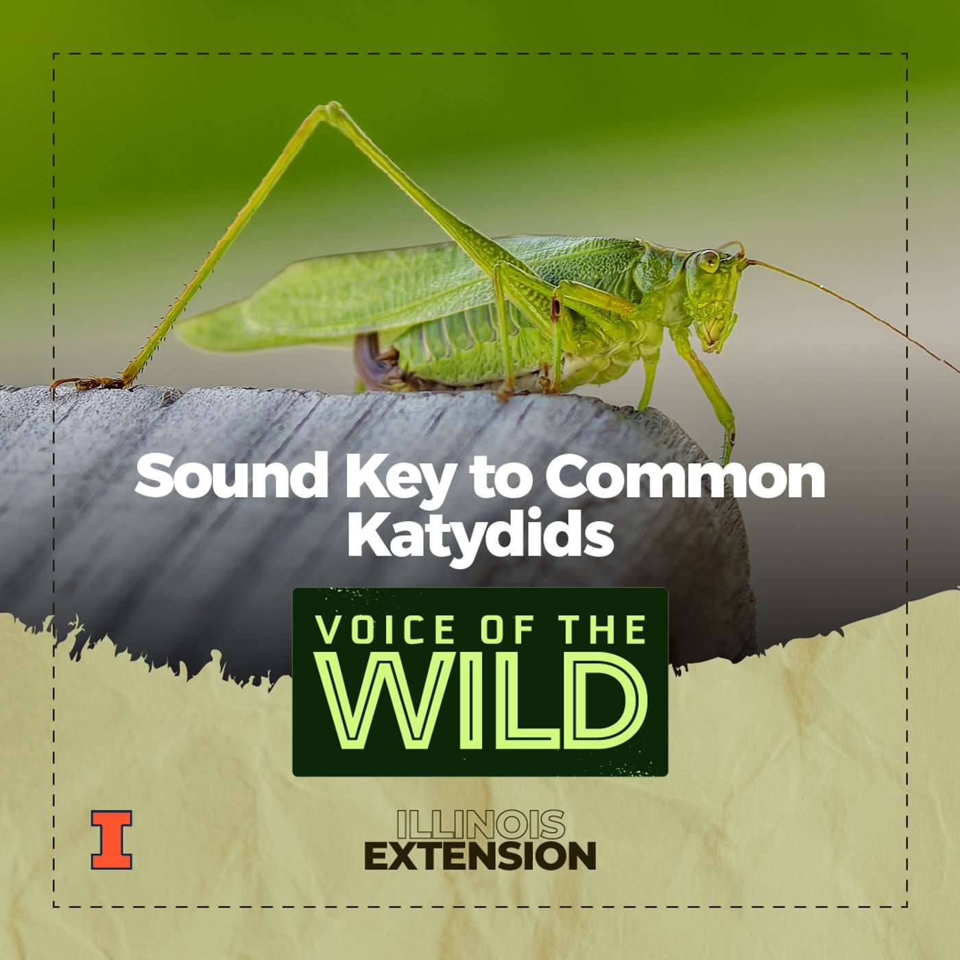 Episode 69: Sound Key to Common Katydids – Voice of the Wild