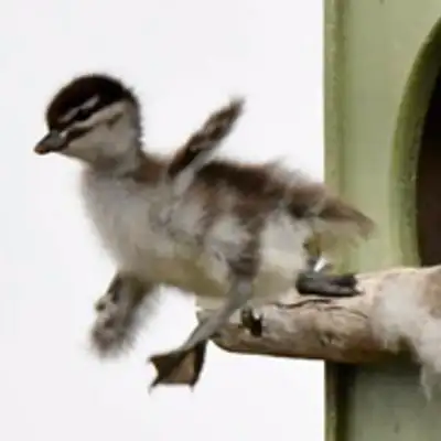 Wood Duck