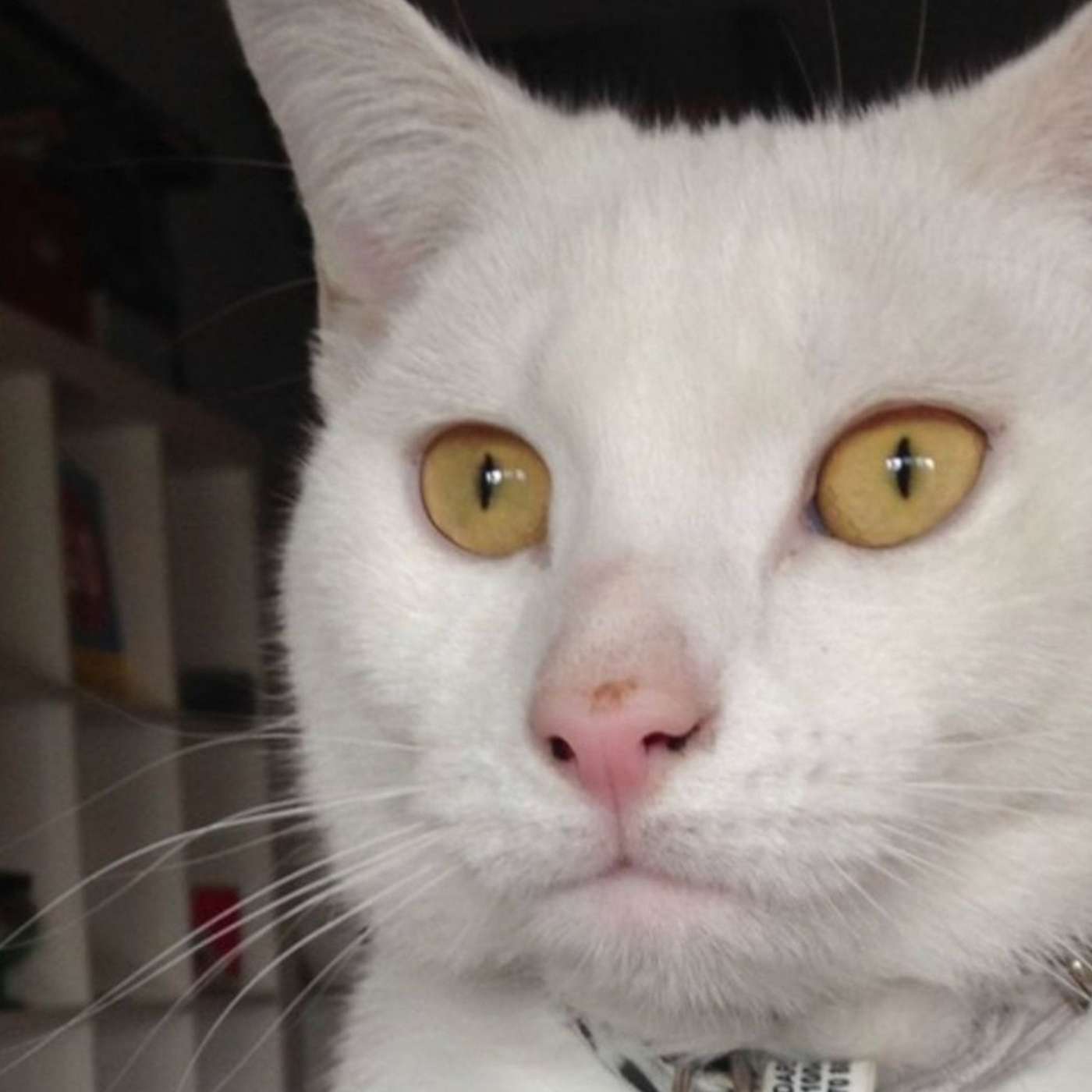 Now She Lives In A Flat [Audio Flux]