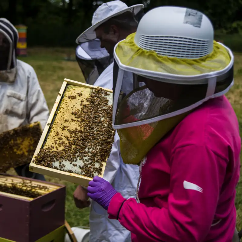 MSU and Ford collaborate to help veterans help honeybees - 05.20.2019