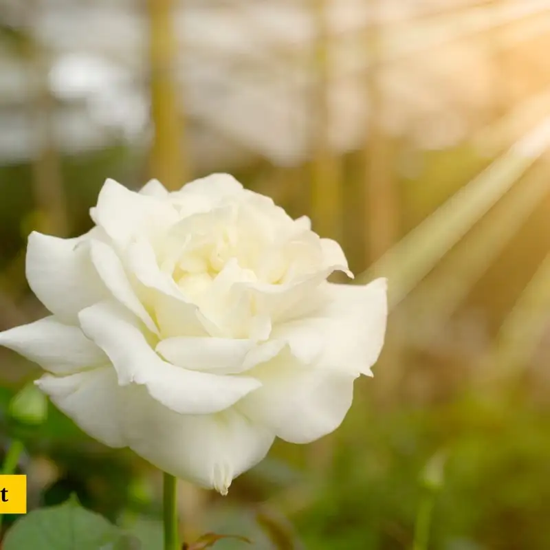 Karmels hage | Trosbekjennelsen | Del 15 | En barmhjertig og nådig Gud