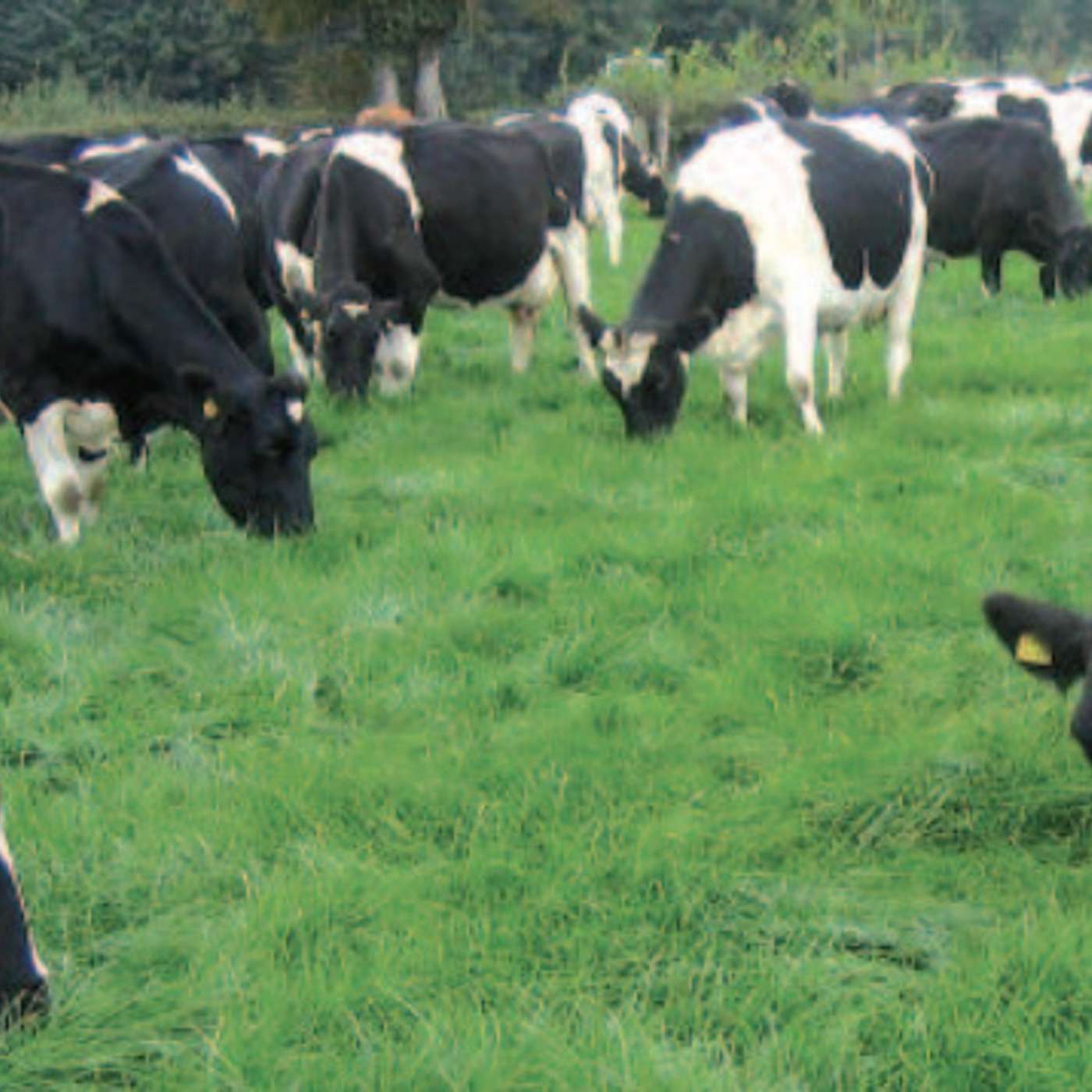 How to make potential savings to feed reserves this year