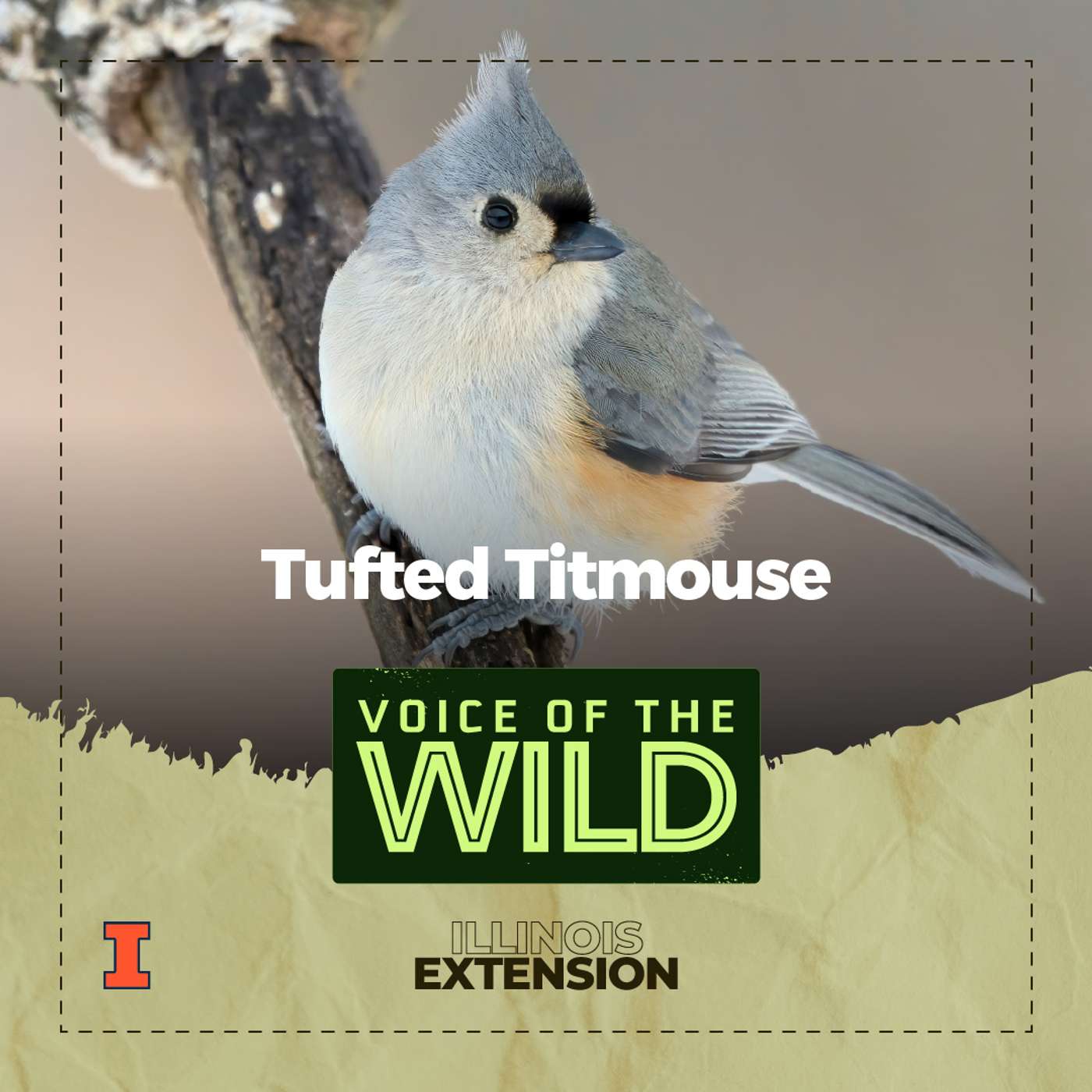 Episode 84: Tufted Titmouse – Voice of the Wild