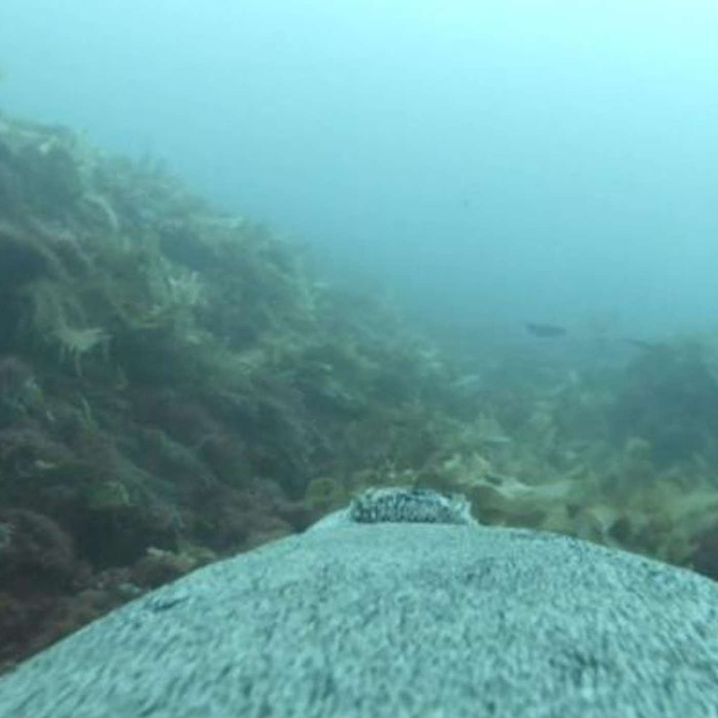 Sea Lions Map Ocean Floors, Scotland's Ticks Could Double by 2080, Research Reveals Drought Resistance Markers, High-Altitude Flights Impact Climate, and more...