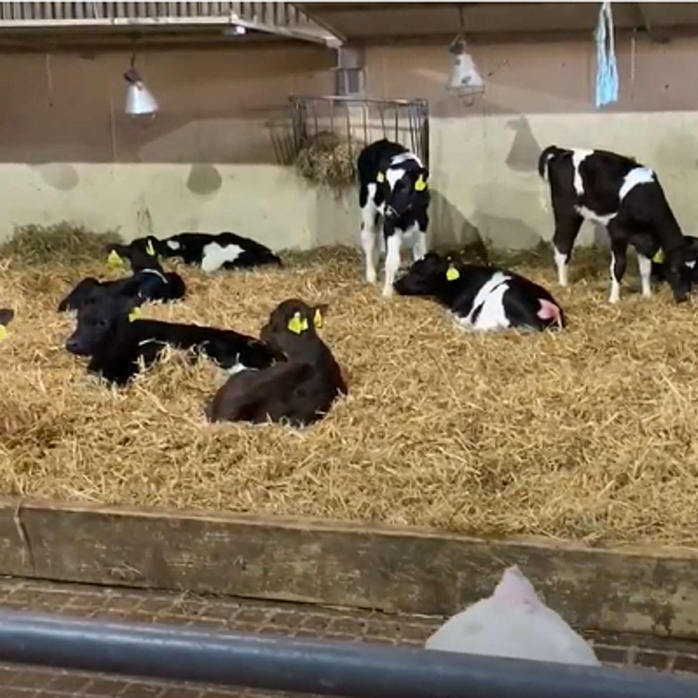 Reducing your workload on dairy farms this spring