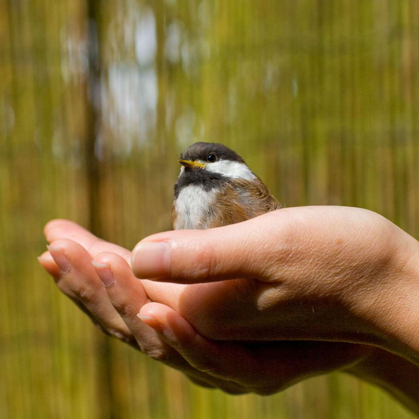 Opening Your Hand: Generosity as Transformative Practice episode artwork