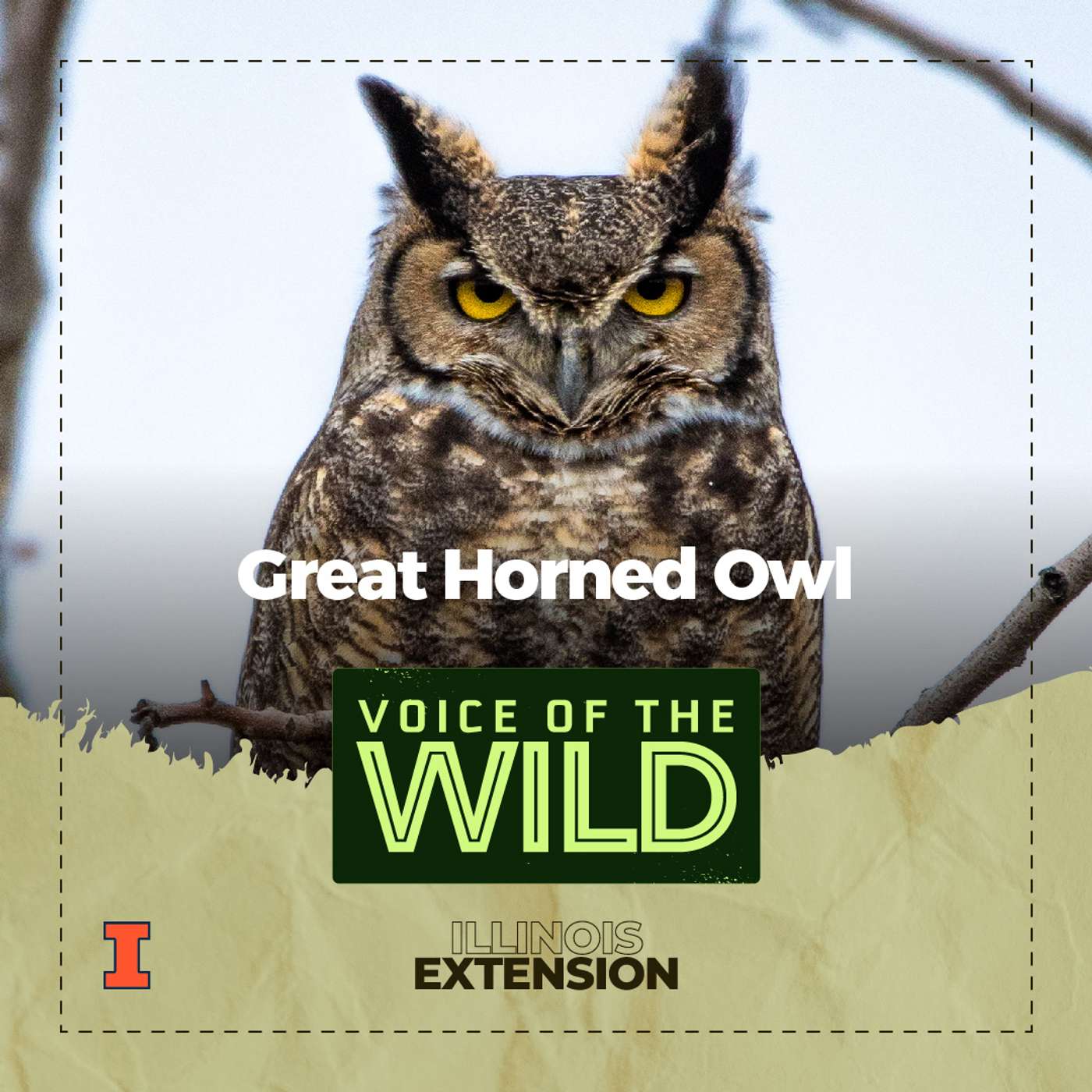 Episode 38: Great Horned Owl – Voice of the Wild episode artwork