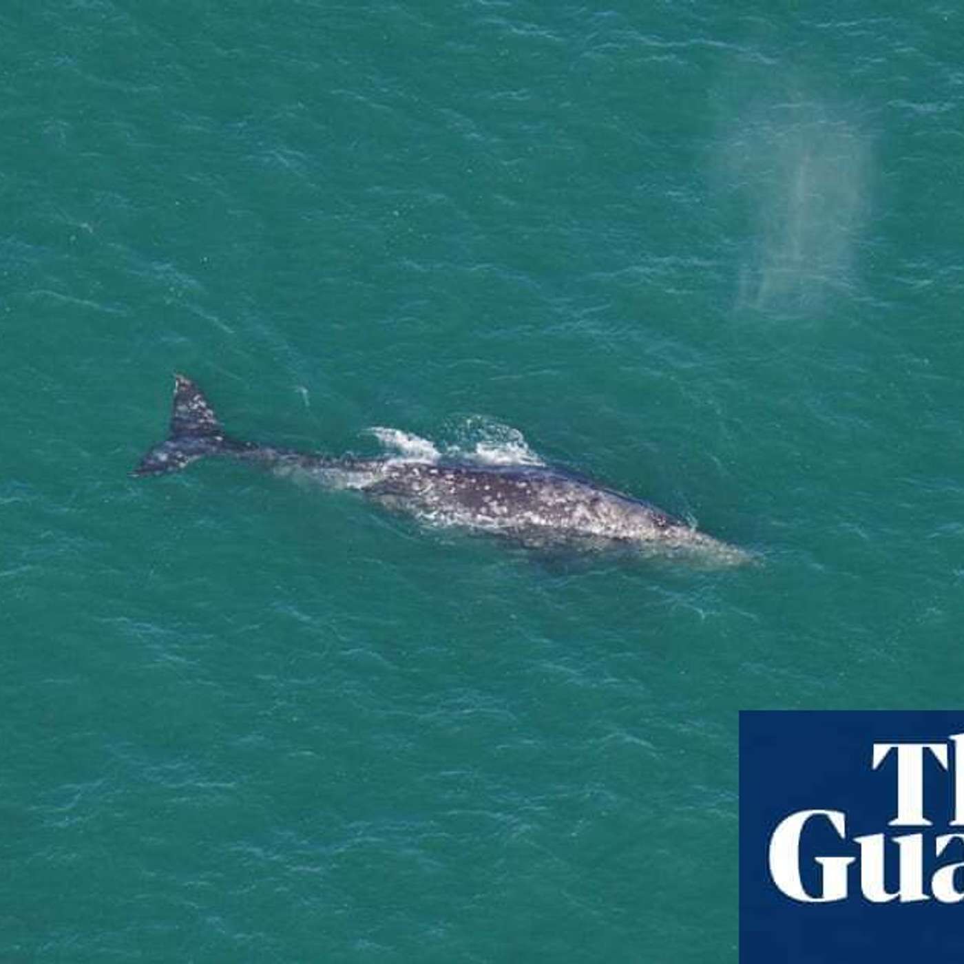 Rare Gray Whale Sighted off Nantucket, James Webb Discovers Ancient Galaxy, Gender Bias Affects Teacher Assessments, Oldest European Human Habitat, and more...