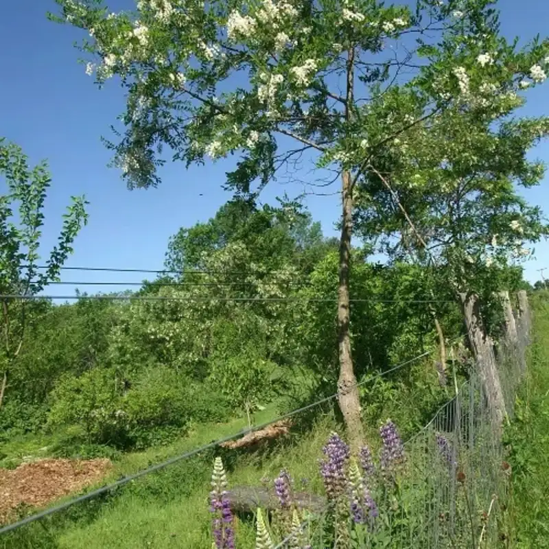 Turning Your Backyard into a Food Forest with Dani Baker