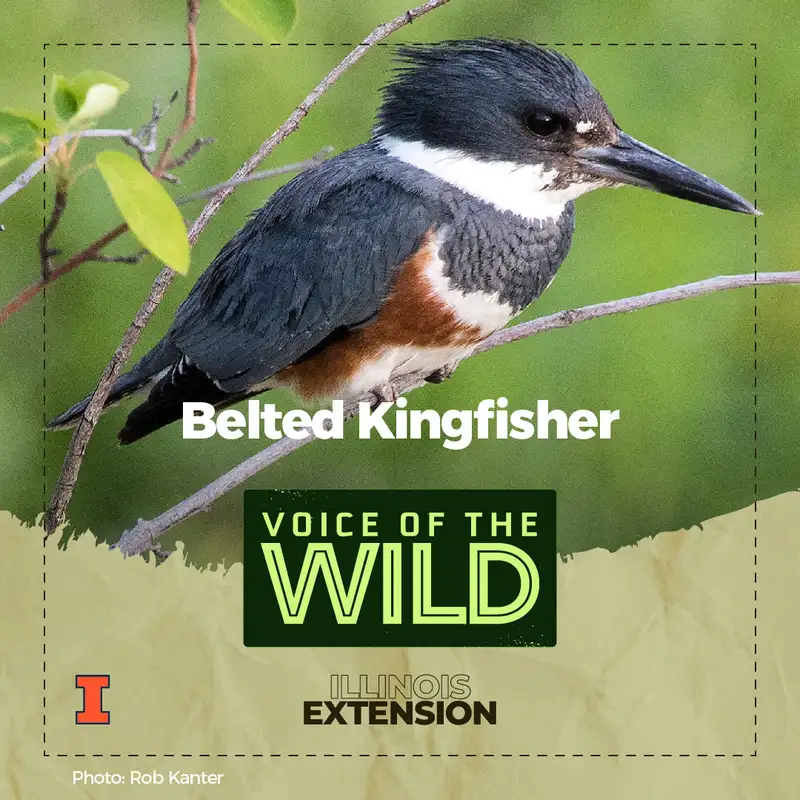 Episode 25: Belted Kingfisher – Voice of the Wild