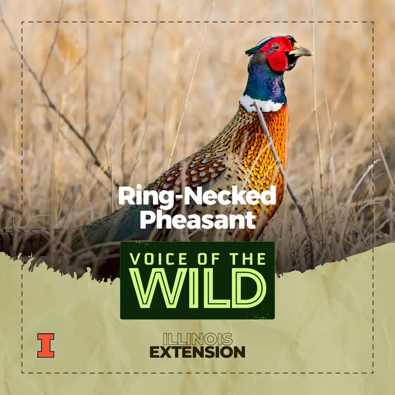 Episode 120: Ring-Necked Pheasant – Voice of the Wild