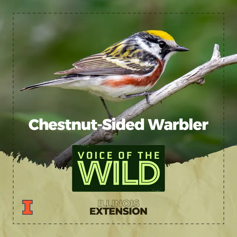 Episode 53: Chestnut-Sided Warbler – Voice of the Wild