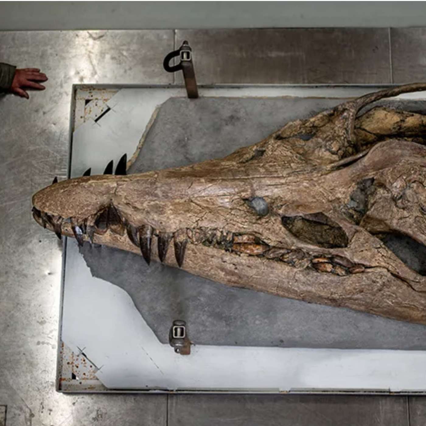 6ft Pliosaur Skull Unearthed in Britain's Jurassic Coast, Cassini Spacecraft Reveals Potential Signs of Life on Saturn's Moon Enceladus, James Webb Telescope Discovers Oldest Black Hole, and more...