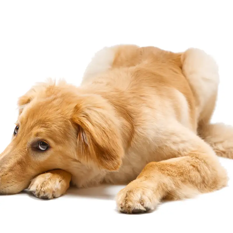 Is My Dog Resting… or Quietly Stressed?