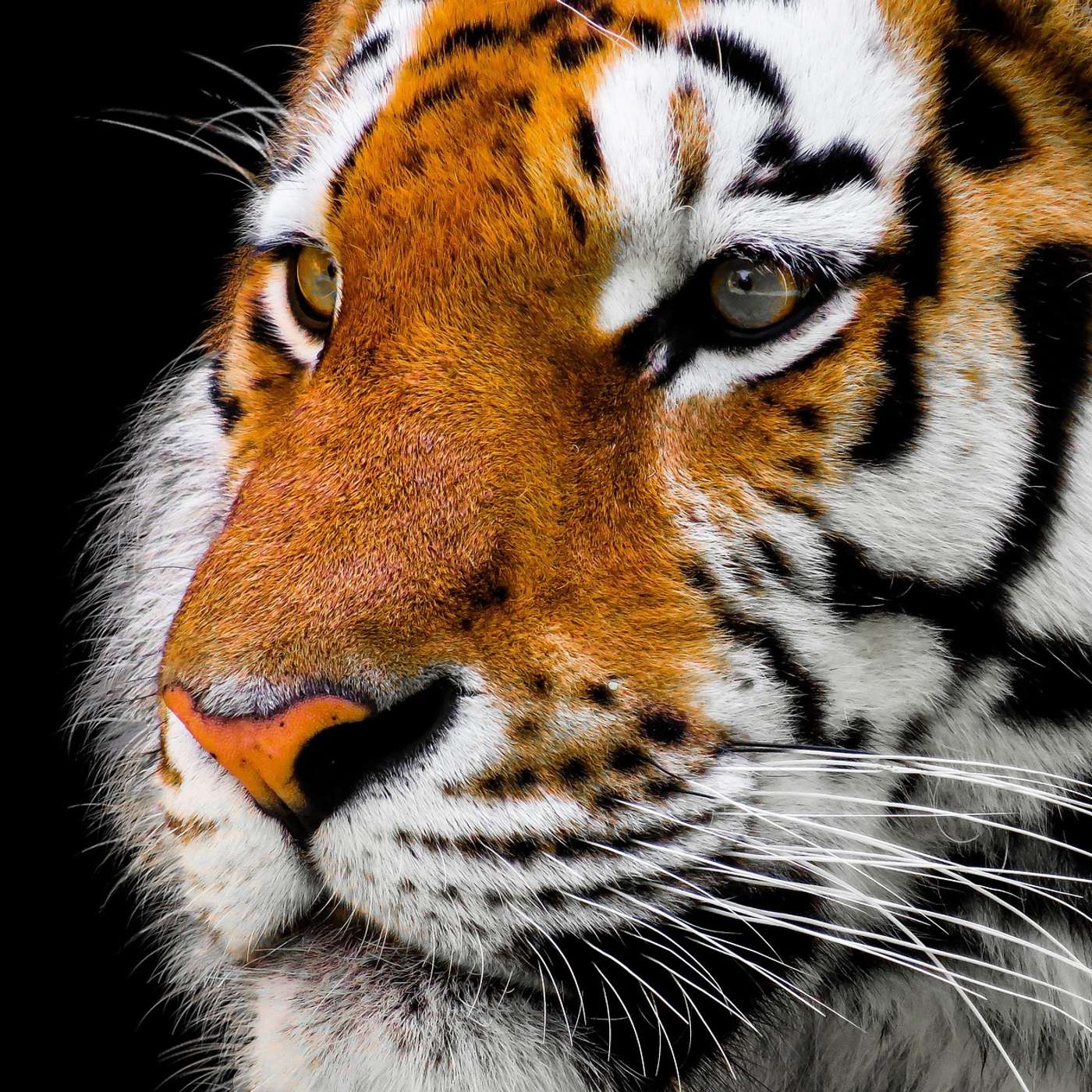 Most Dangerous Animals on Trial