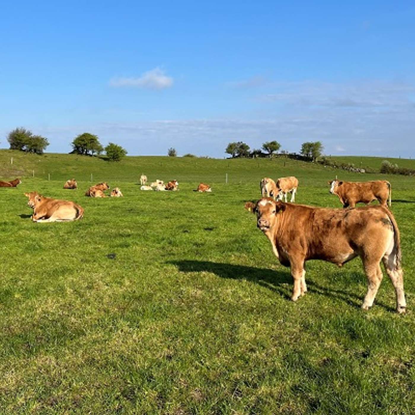 Weather Challenges & Grazing Opportunities This Spring Weather Challenges & Grazing Opportunities This Spring