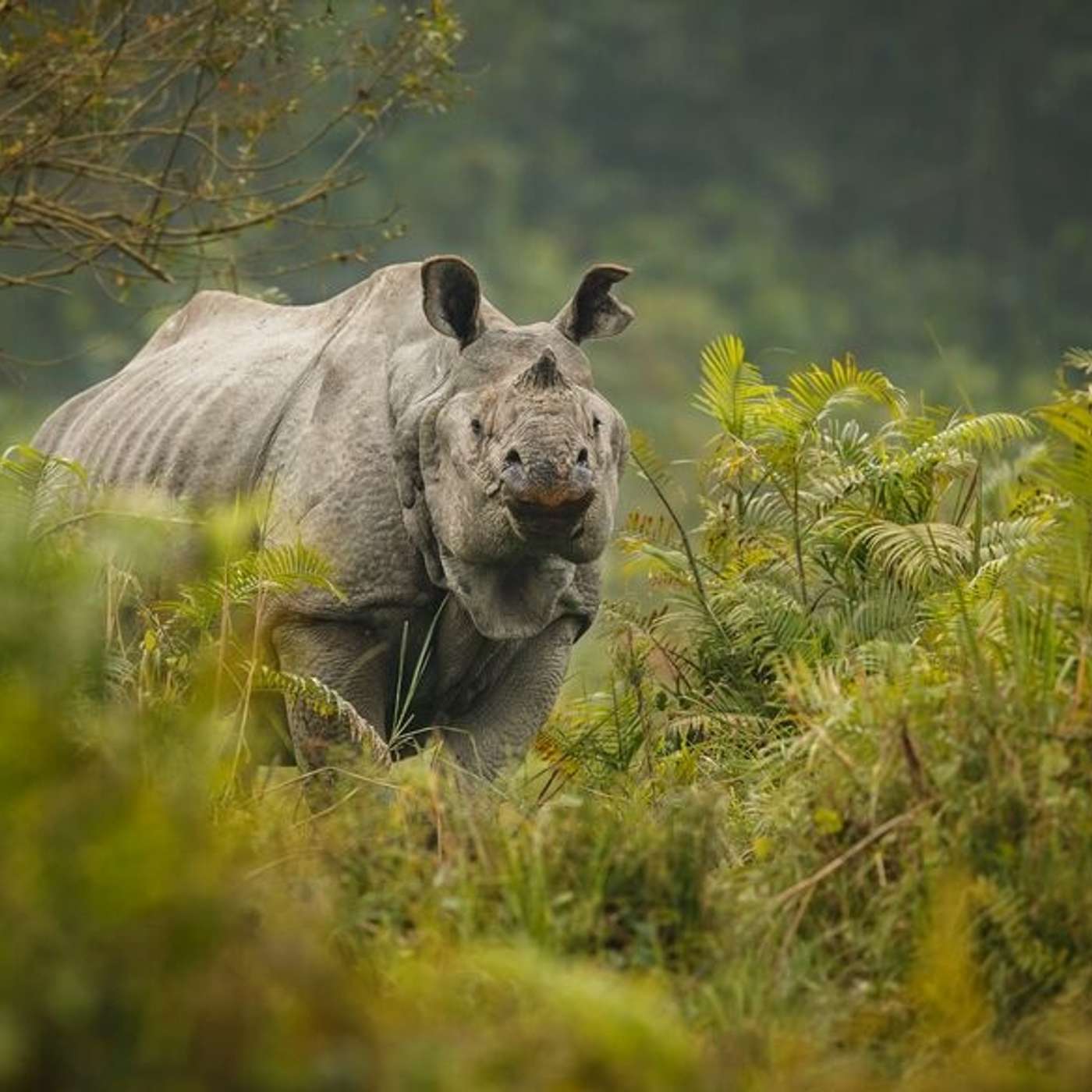 Kaziranga National Park: India's greatest conservation success story about the Rhino episode artwork