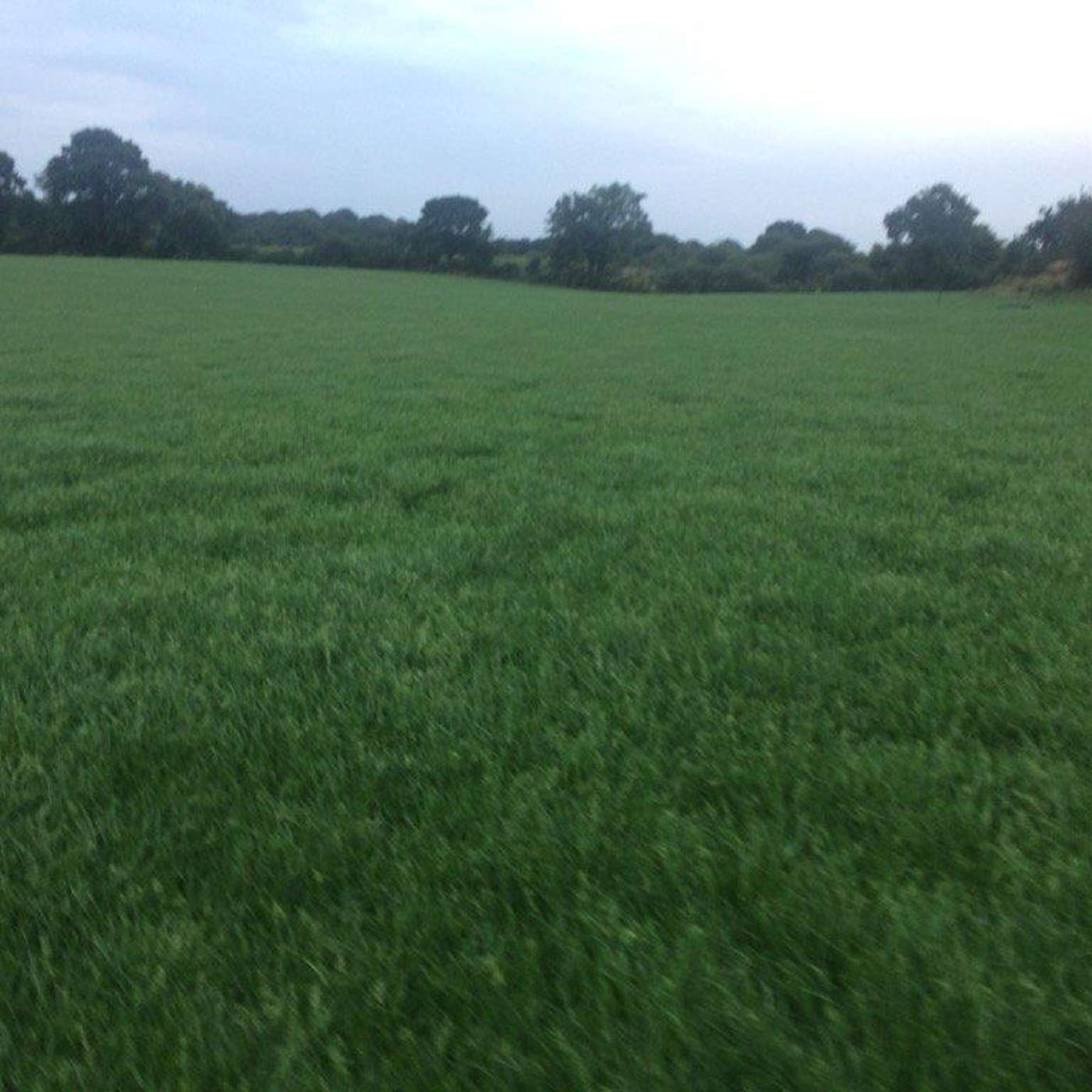 The benefits and return on investment from reseeding