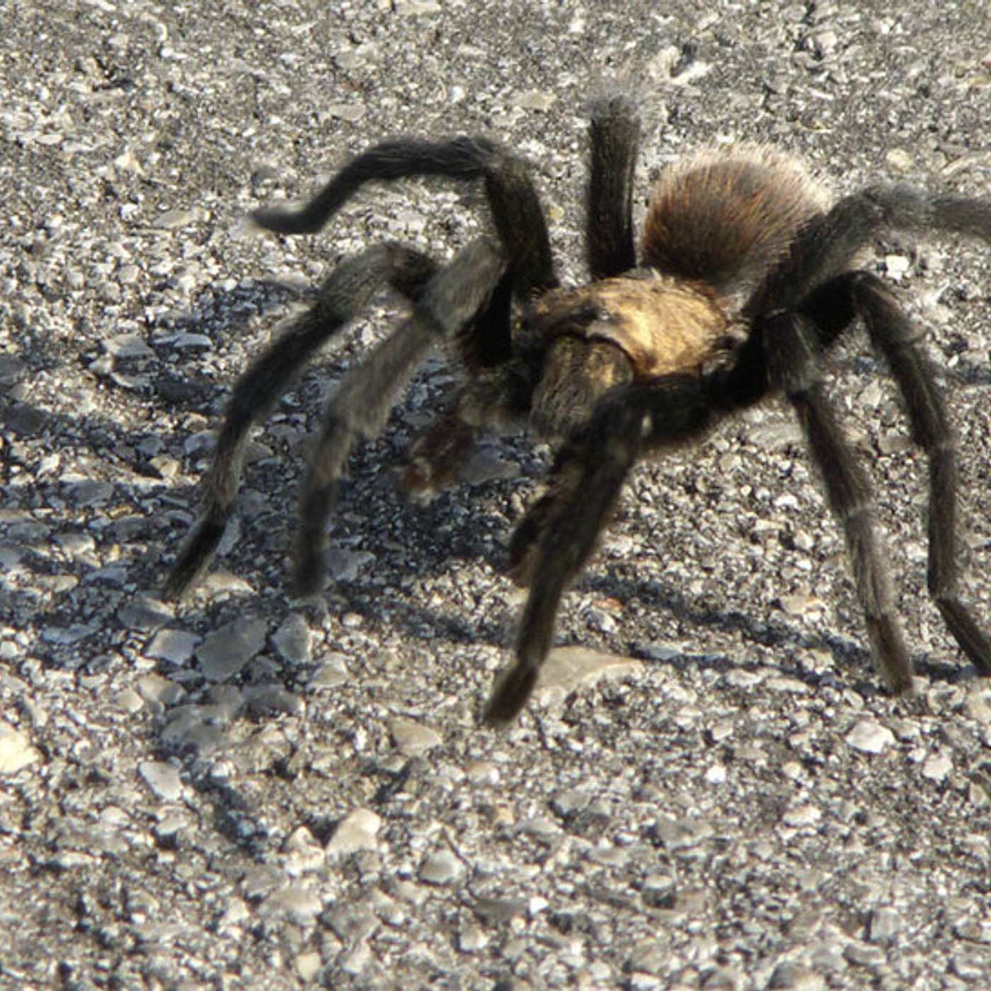 Don't call it a 'migration,' Colorado's tarantulas go on walkabouts episode artwork
