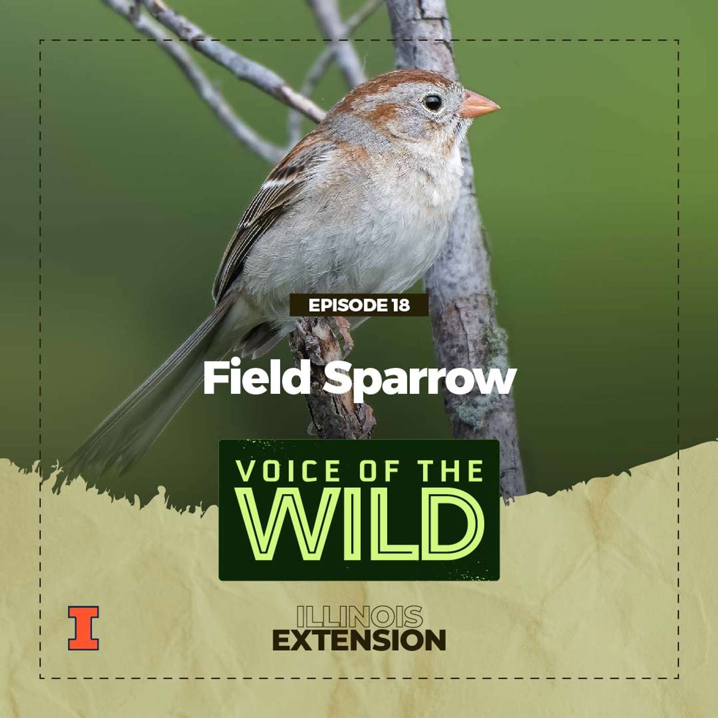 Episode 18: Field Sparrow – Voice of the Wild episode artwork