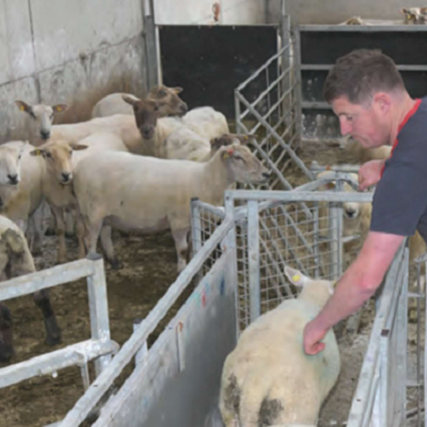 Farmer Focus: Shane Moore, BETTER Farm participant, Roscommon