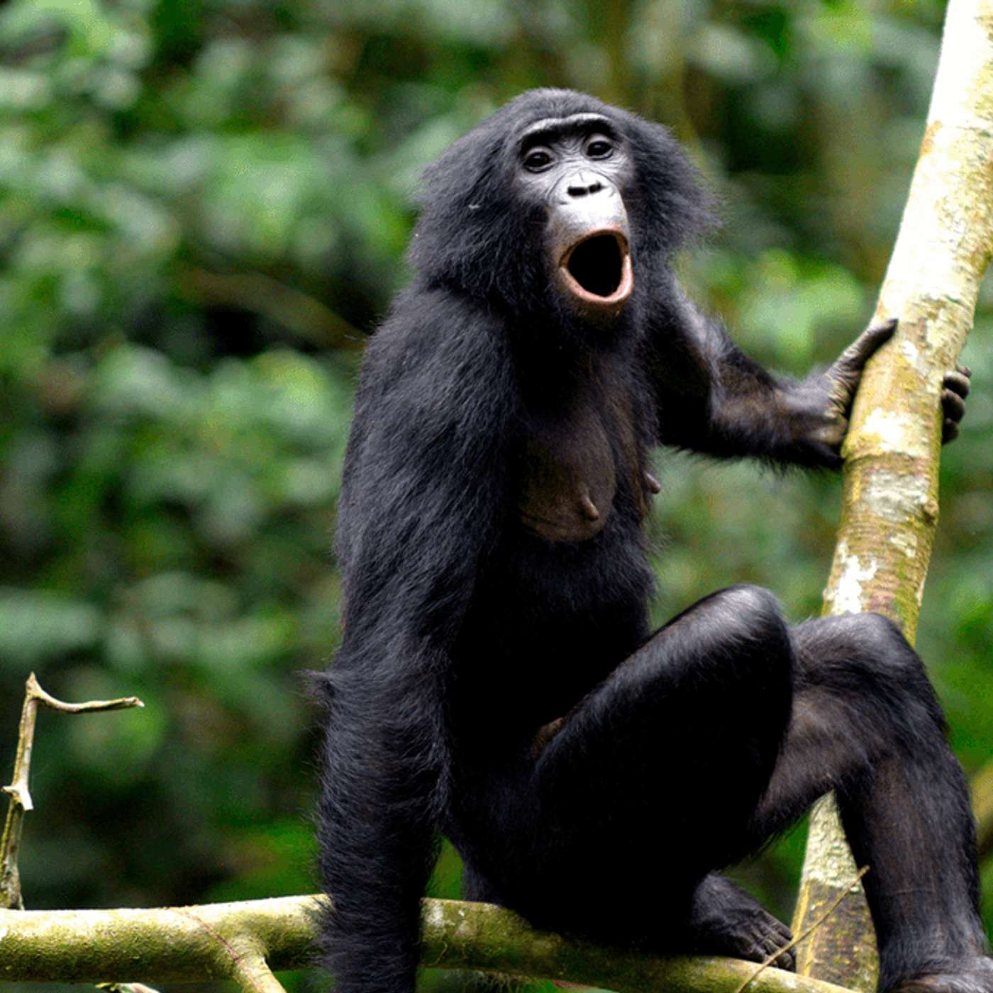 Bonobo Dictionary Reveals Language Depth, Lunar Moonglass Powers Moon Missions, New DNA Aptamers Target Leukemia, Perseverance Captures Martian Duel, and more...